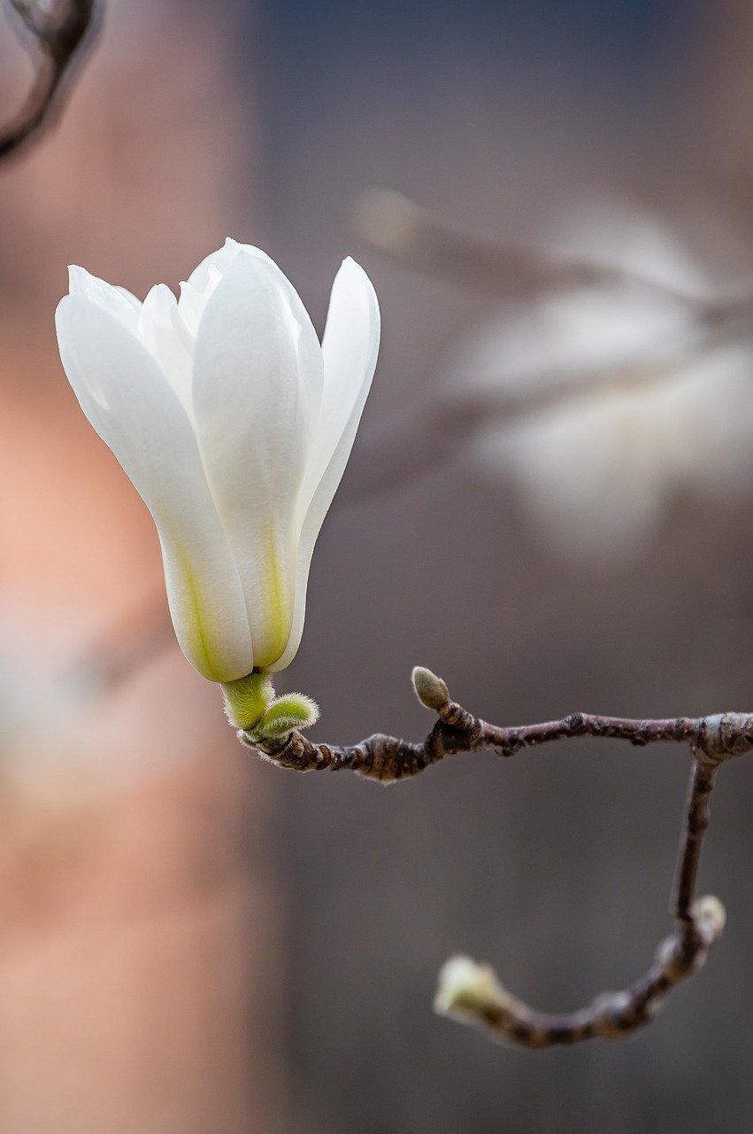 magnolia, flower, white flower-8609317.jpg