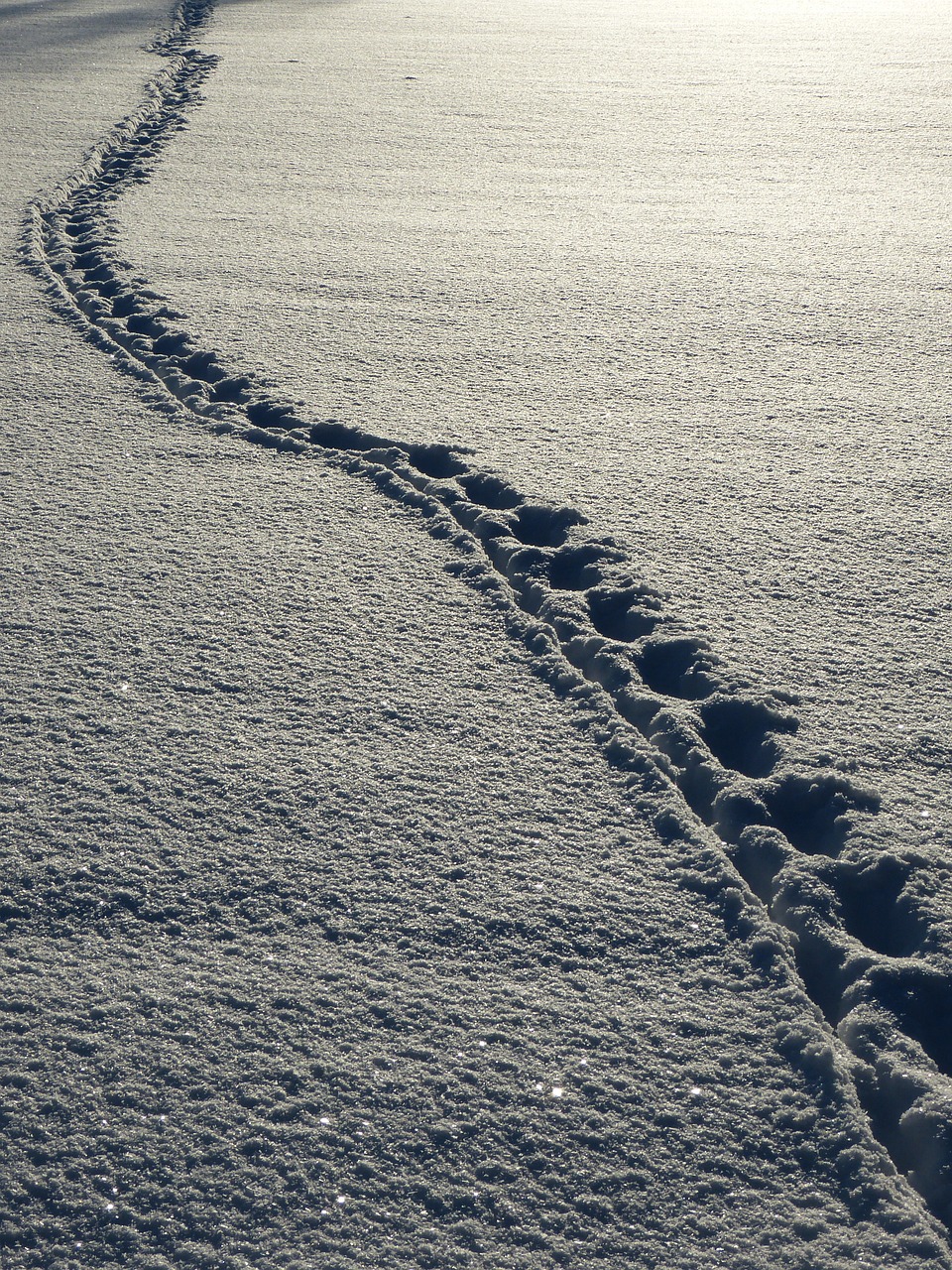 snow, footprints, winter-69830.jpg